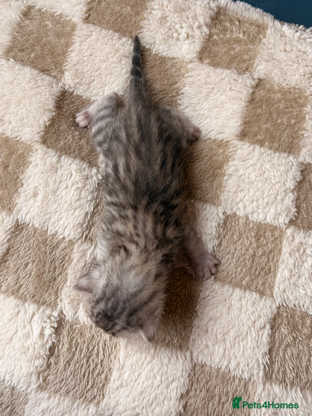 Bengal cats for sale: Bengal kittens  - Advert 5