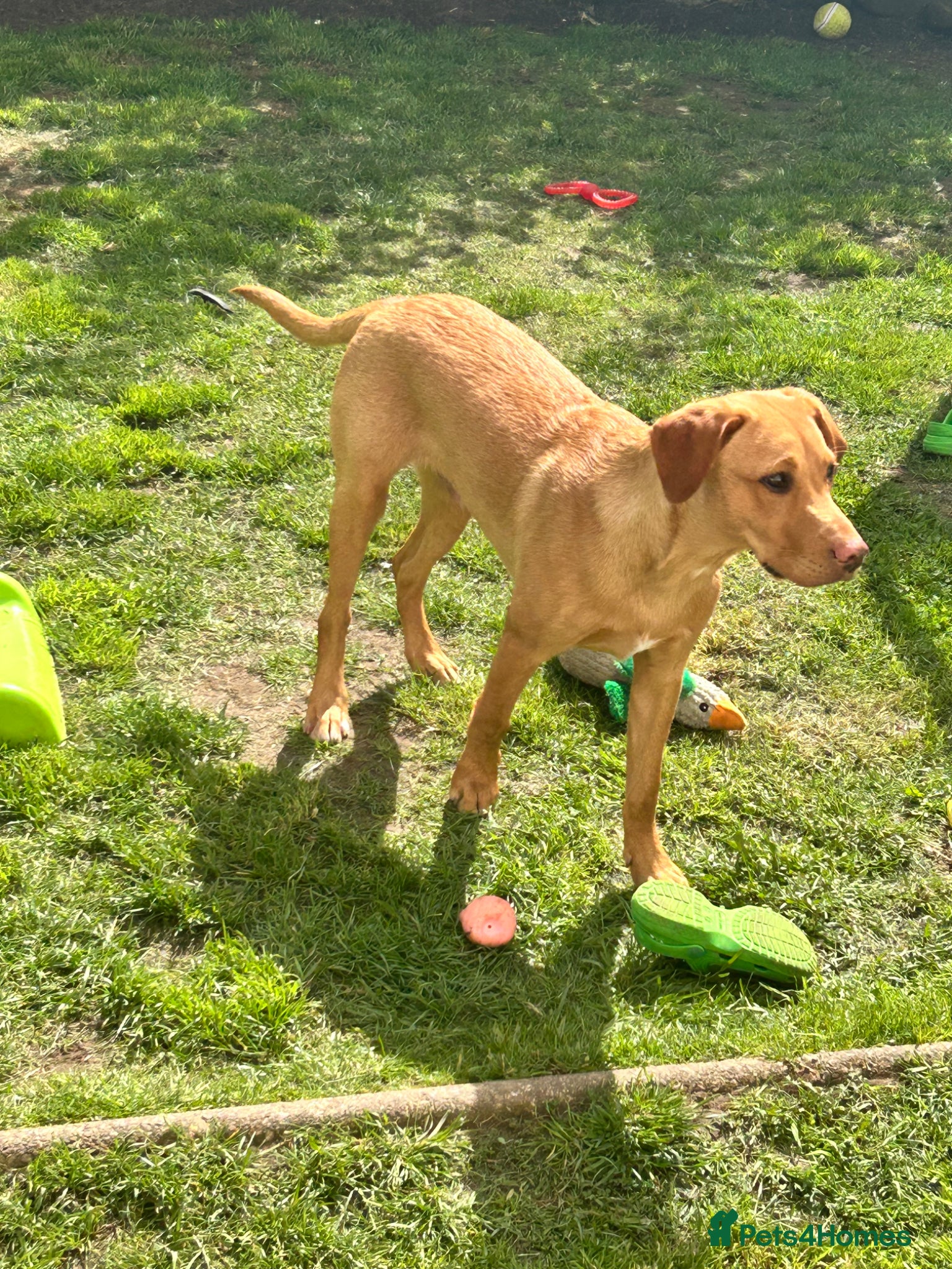 Labrador Retriever dogs Partly trained 6 month old Labrador retriever - Advert 17