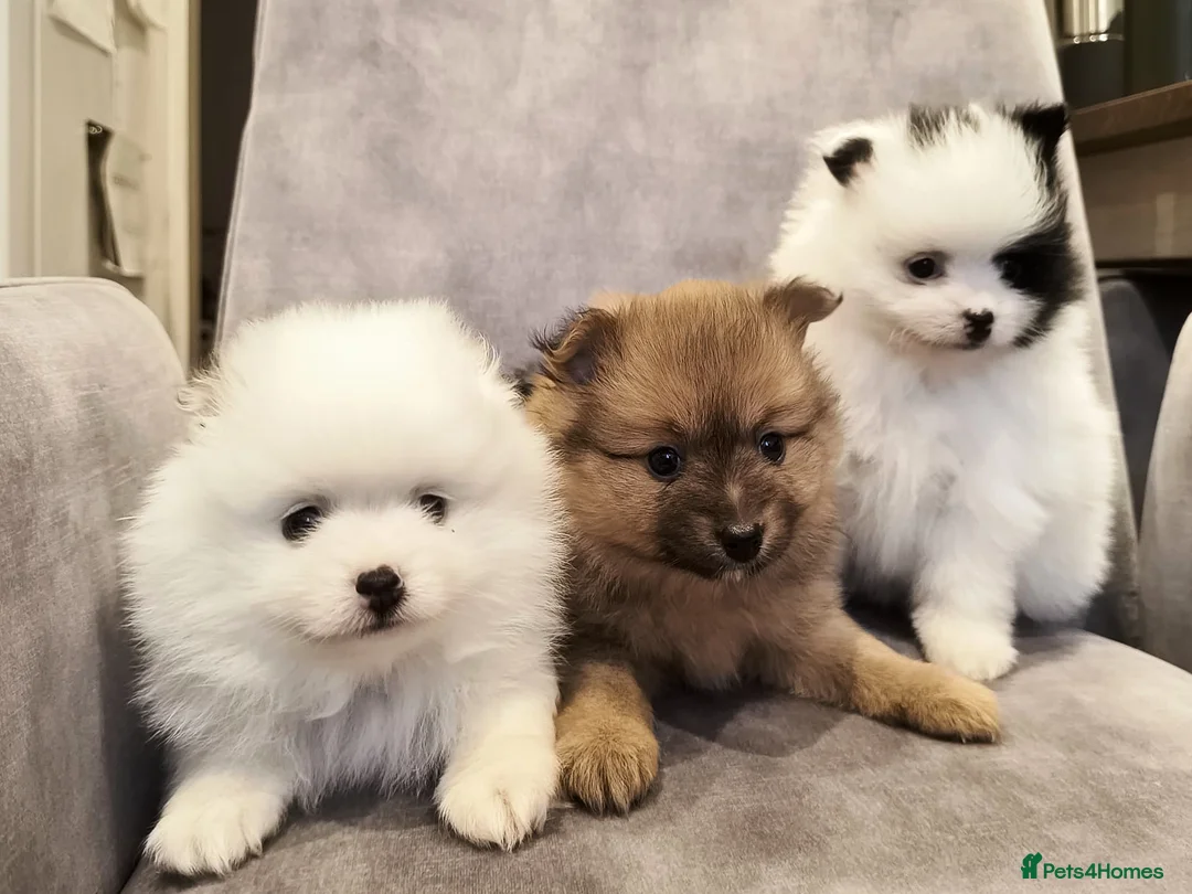 Pomeranian dogs for sale: Stunning Home-Reared Pomeranian Puppies in Harrow - Advert 2