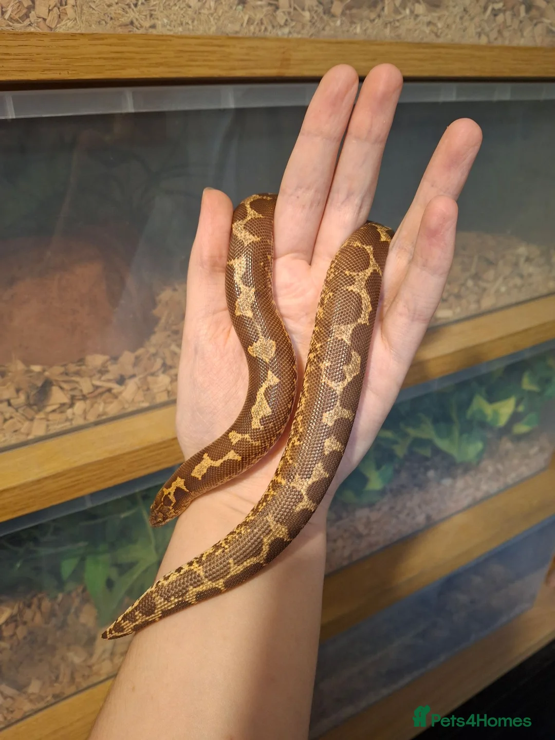Snake reptiles for sale: Kenyan sand boa female in Oldham - Advert 4