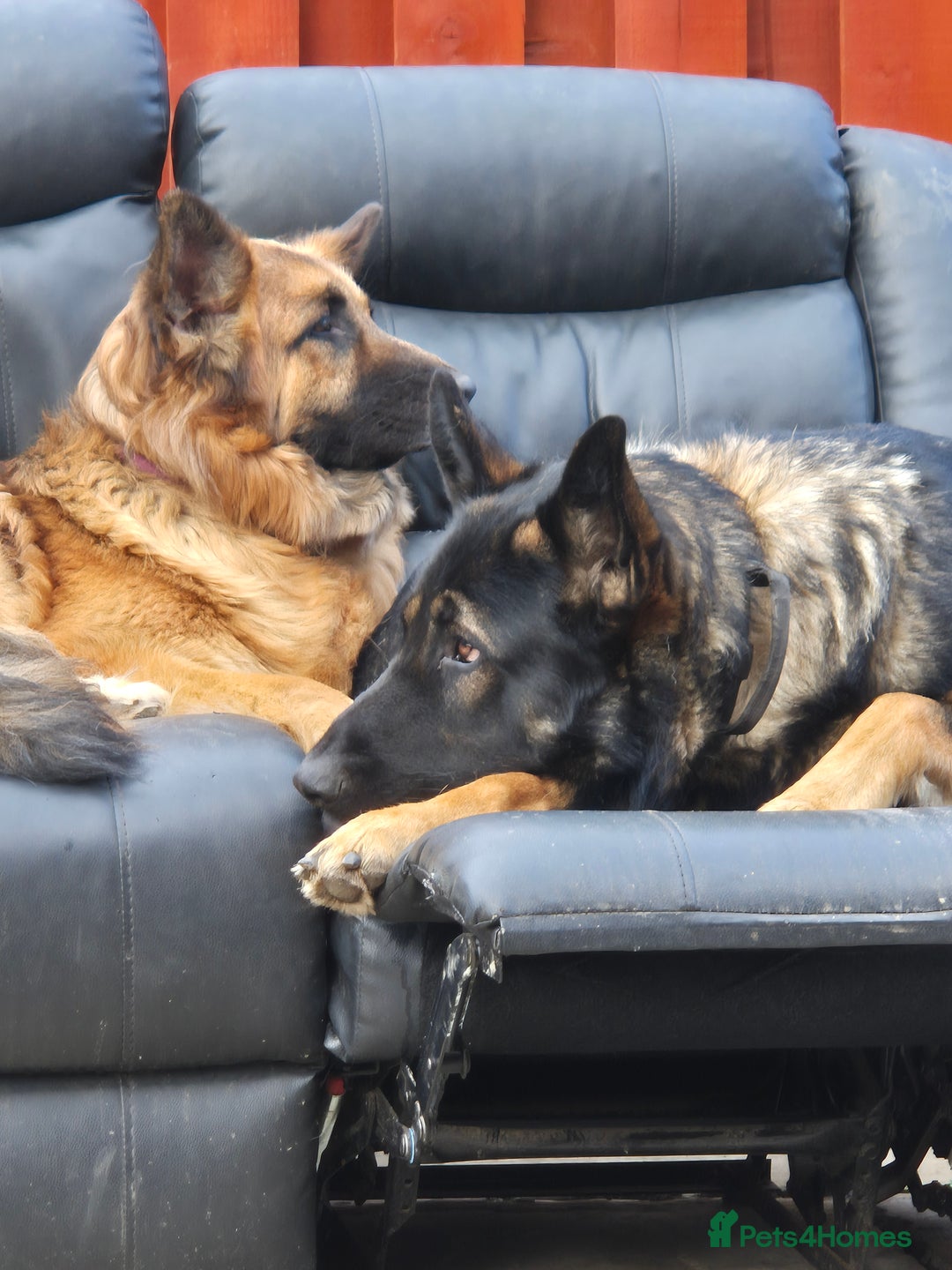 German Shepherd dogs for sale: German shepherd  - Advert 12