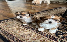 Mixed Breed dogs for sale: SHIH TZU Mix  - Image 6