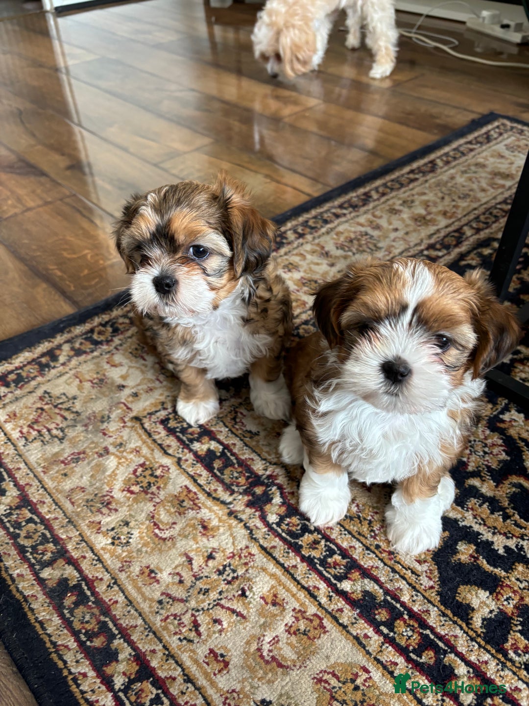 Mixed Breed dogs for sale: SHIH TZU Mix  - Image 6