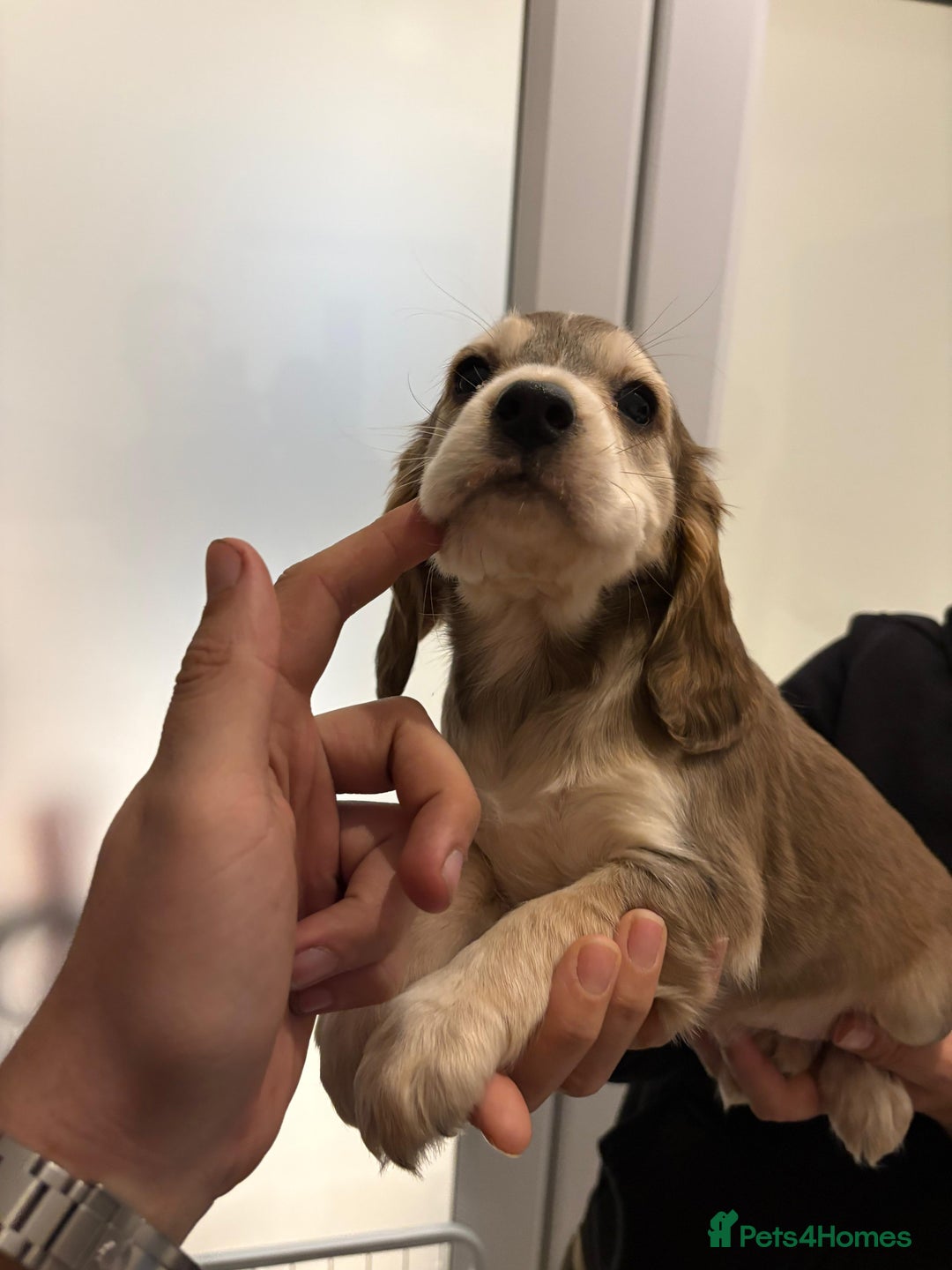 Cocker Spaniel dogs for sale: Show type KC and DNA health tested parents  - Advert 19