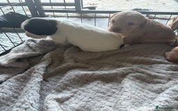 Cocker Spaniel dogs for sale: KC FTCH working cocker spaniel puppy’s  - Image 24