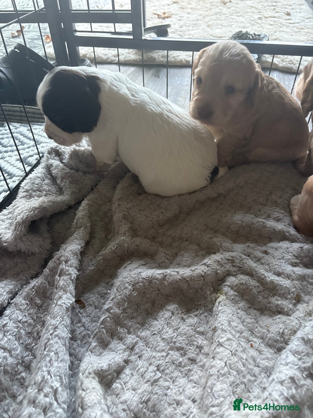 Cocker Spaniel dogs for sale: KC FTCH working cocker spaniel puppy’s  - Image 24