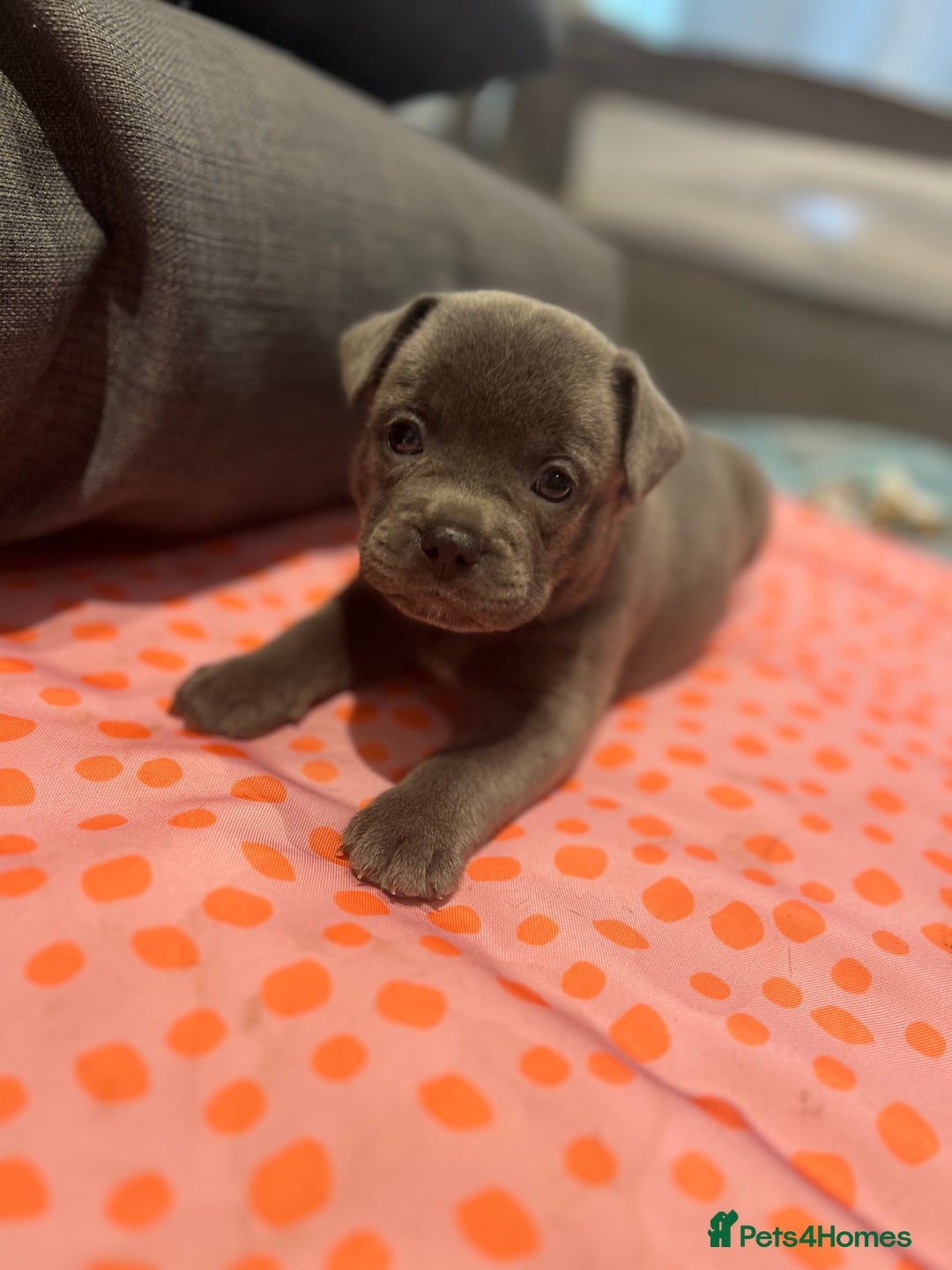 Mixed Breed dogs for sale: STUNNING UNIQUE PUPS 💙💗 - Image 7
