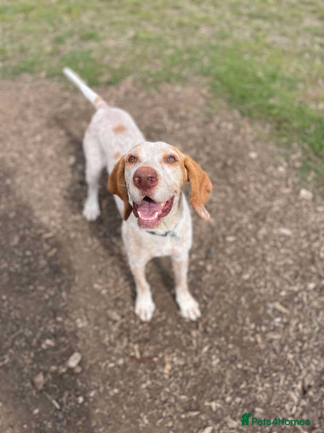 Pointer dogs for adoption: Jimmy is looking for an amazing forever home - Image 3