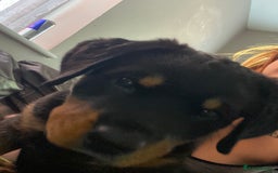 Rottweiler dogs for sale: Abi 11 week old Rottweiler  - Image 2