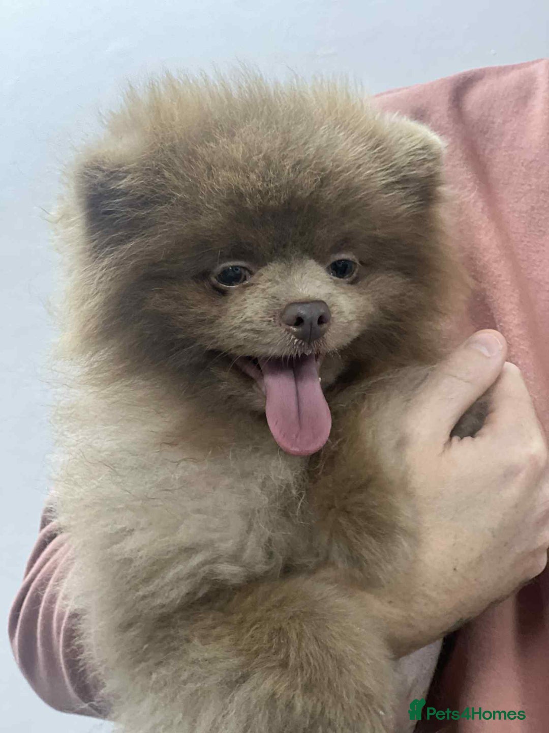 Pomeranian dogs for sale: Small & Fluffy Pomeranian Puppies Ready to Reserve - Advert 25