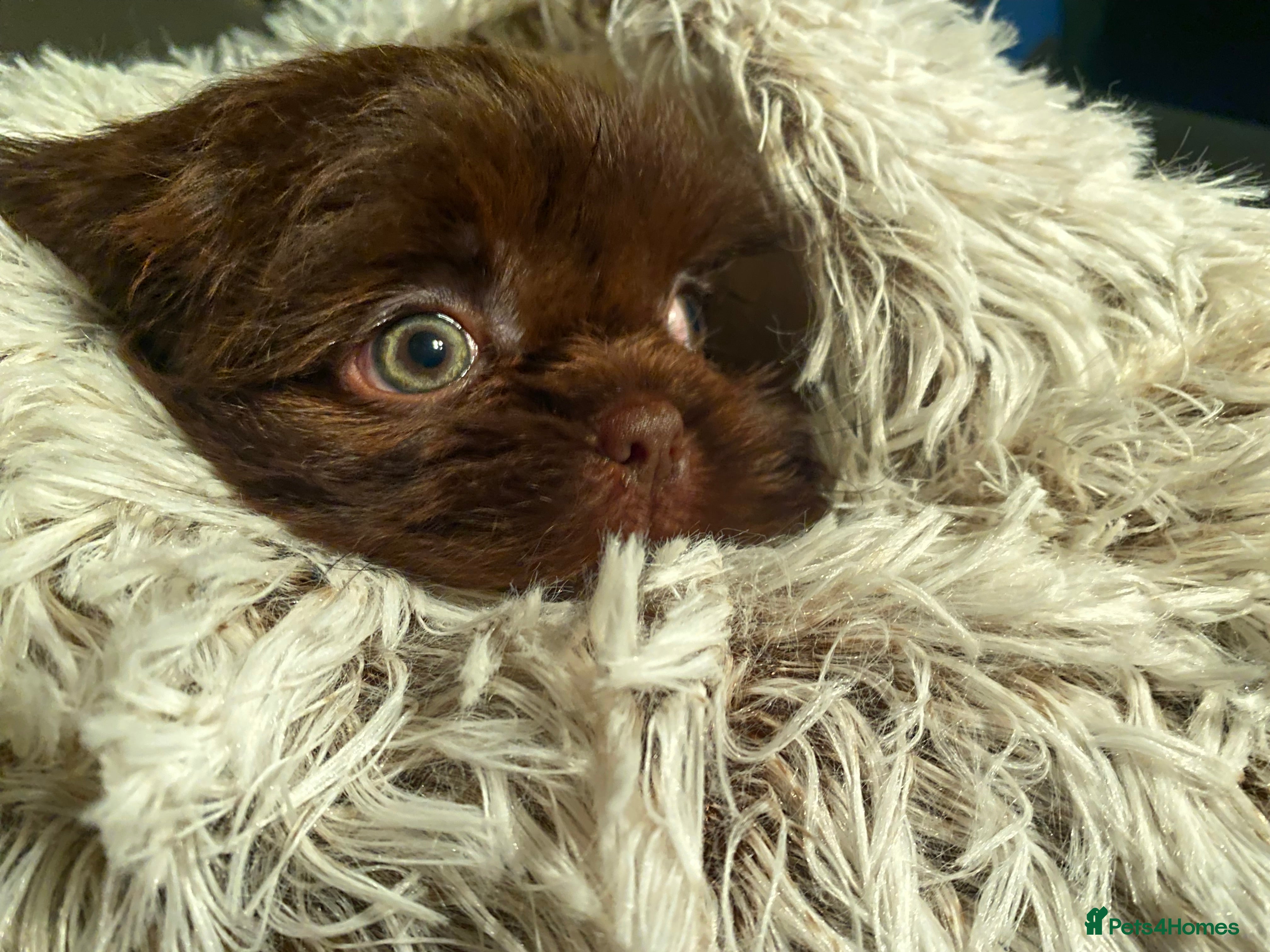 Shih Tzu dogs 💙stunning tri chocolate shihtzu boys 💙 - Advert 7