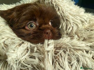 Shih Tzu dogs 💙stunning tri chocolate shihtzu boys 💙 - Advert 7