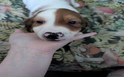 Mixed Breed dogs for sale: 10 week old bassest cocker spaniel cross puppies - Image 2