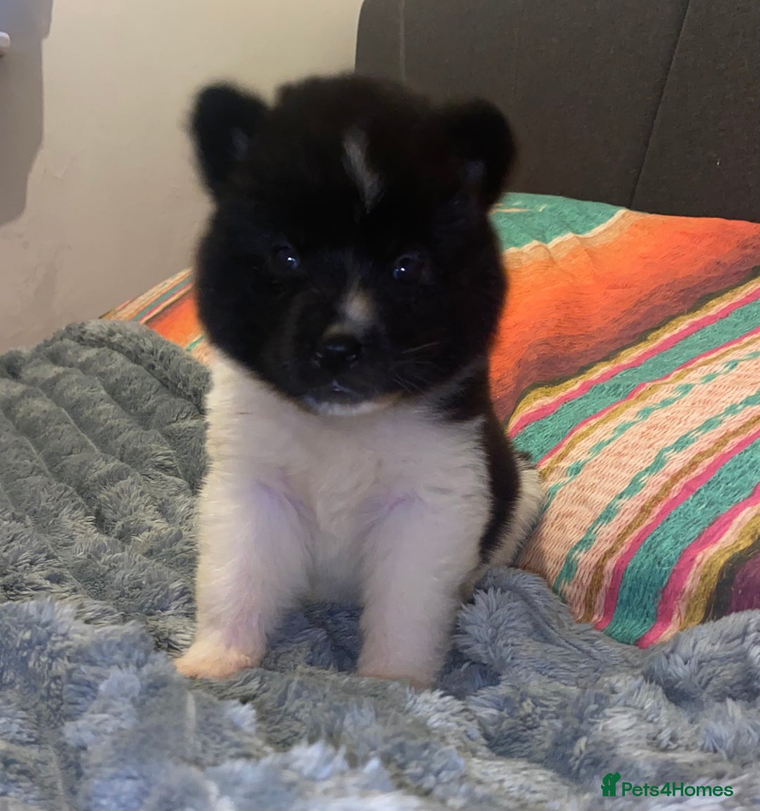 Akita dogs for sale: Beautiful American Akita Puppies 9 Boys 3 Females  - Advert 26