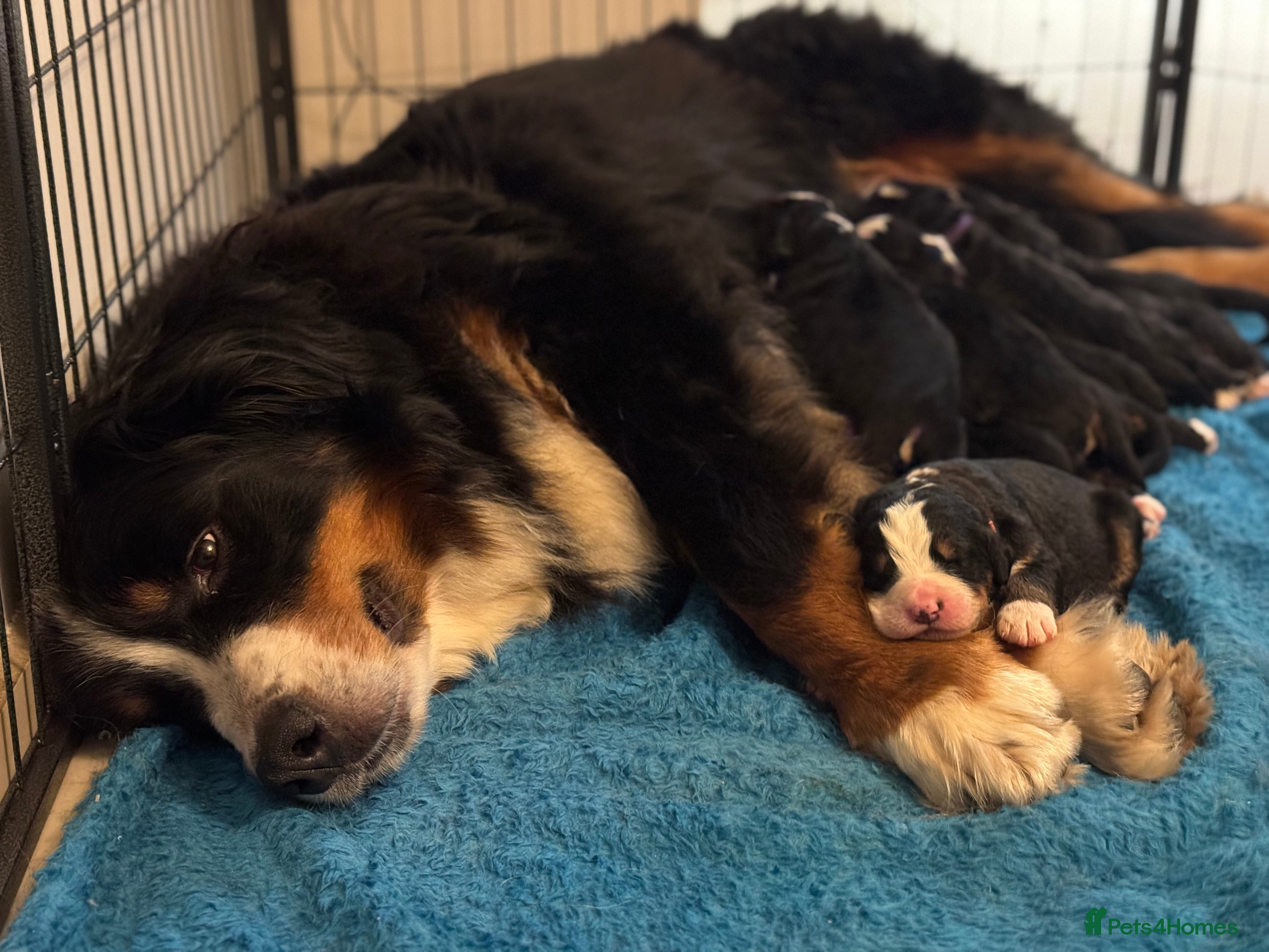 Bernese Mountain Dog dogs KC Registered Bernese Mountain Dog Puppies - Advert 3