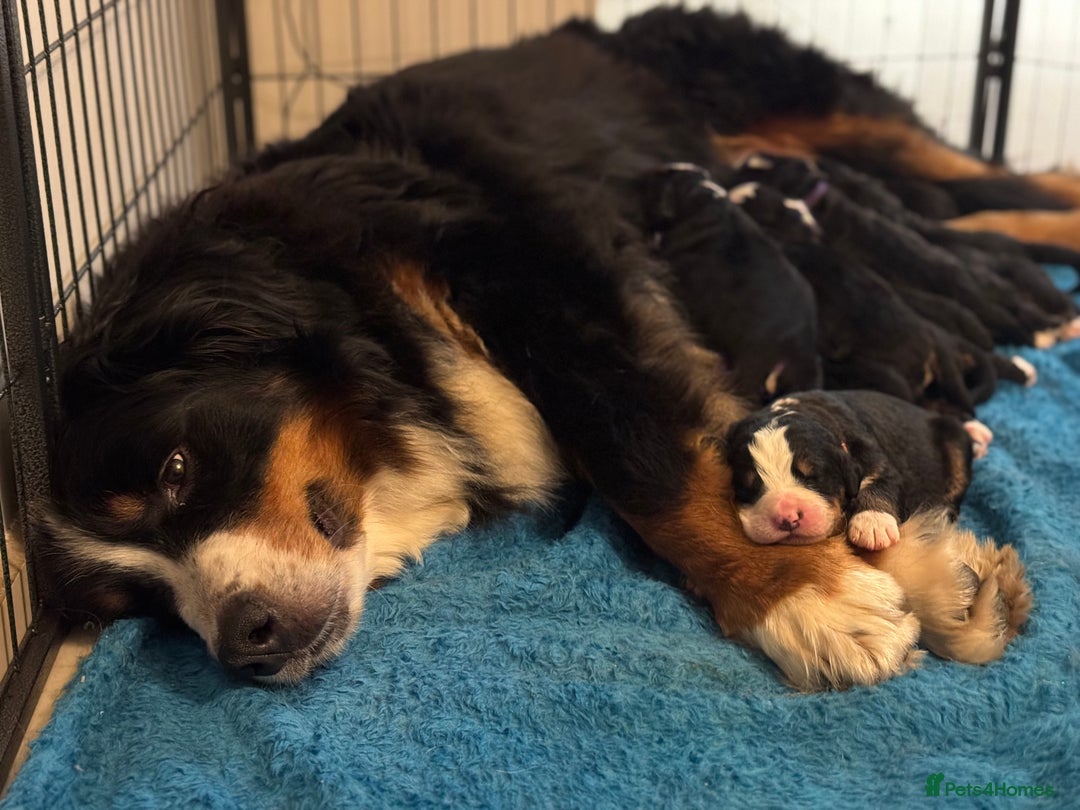 Bernese Mountain Dog dogs for sale: KC Registered Bernese Mountain Dog Puppies - Advert 1