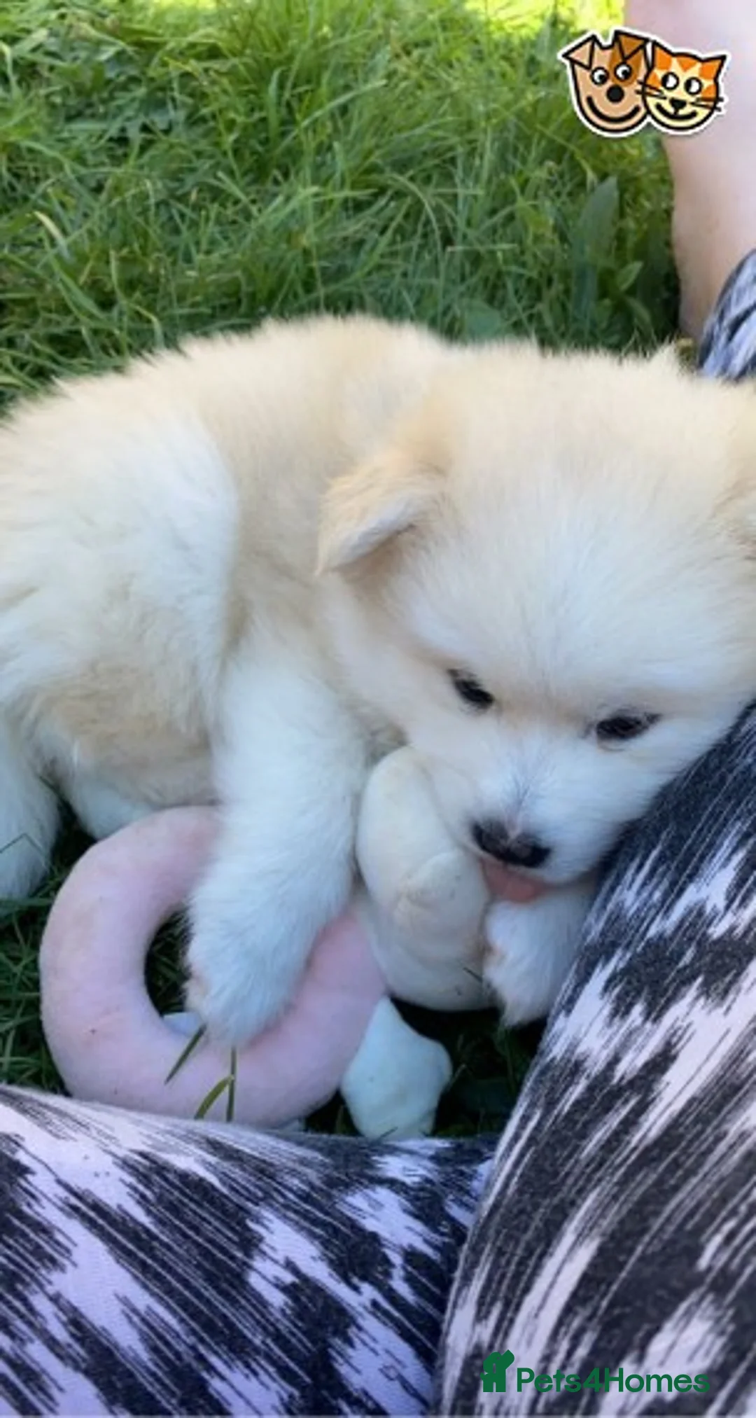 Pomsky dogs for stud: Best stud around Champions in every generation  in Coventry - Advert 7