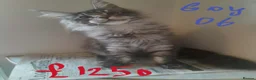 Maine Coon cats for sale: black silver ticked TICA Maine Coon boy - Advert 10