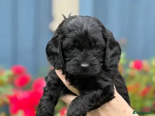 Cavapoo dogs Adorable F1 Cavapoo Puppies - Advert 2