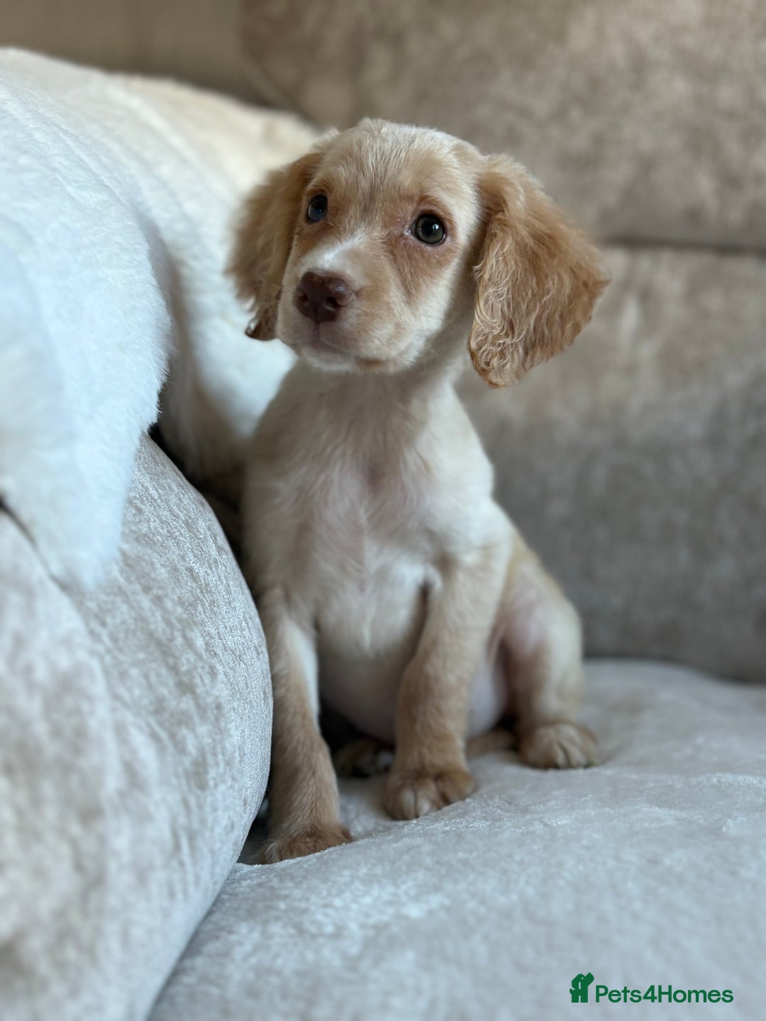 Cocker Spaniel dogs for sale: Stunning cocker spaniel puppies  - Advert 17