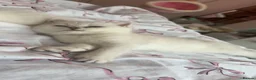 British Shorthair cats for sale: Beautiful British shorthair kitten ready to go - Advert 12