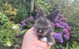 Angora rabbits for sale: 😍Large Angora babies- parents imported from 🇫🇷  - Image 10