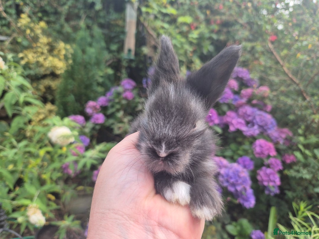 Angora rabbits for sale: 😍Large Angora babies- parents imported from 🇫🇷  - Image 10