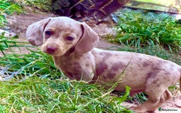 Miniature Dachshund dogs for sale: Beautiful Isabella dachshund puppies - Image 7