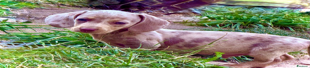 Miniature Dachshund Puppy 5