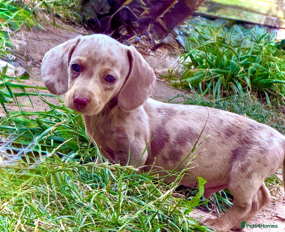 Miniature Dachshund dogs for sale: Beautiful Isabella dachshund puppies - Image 7