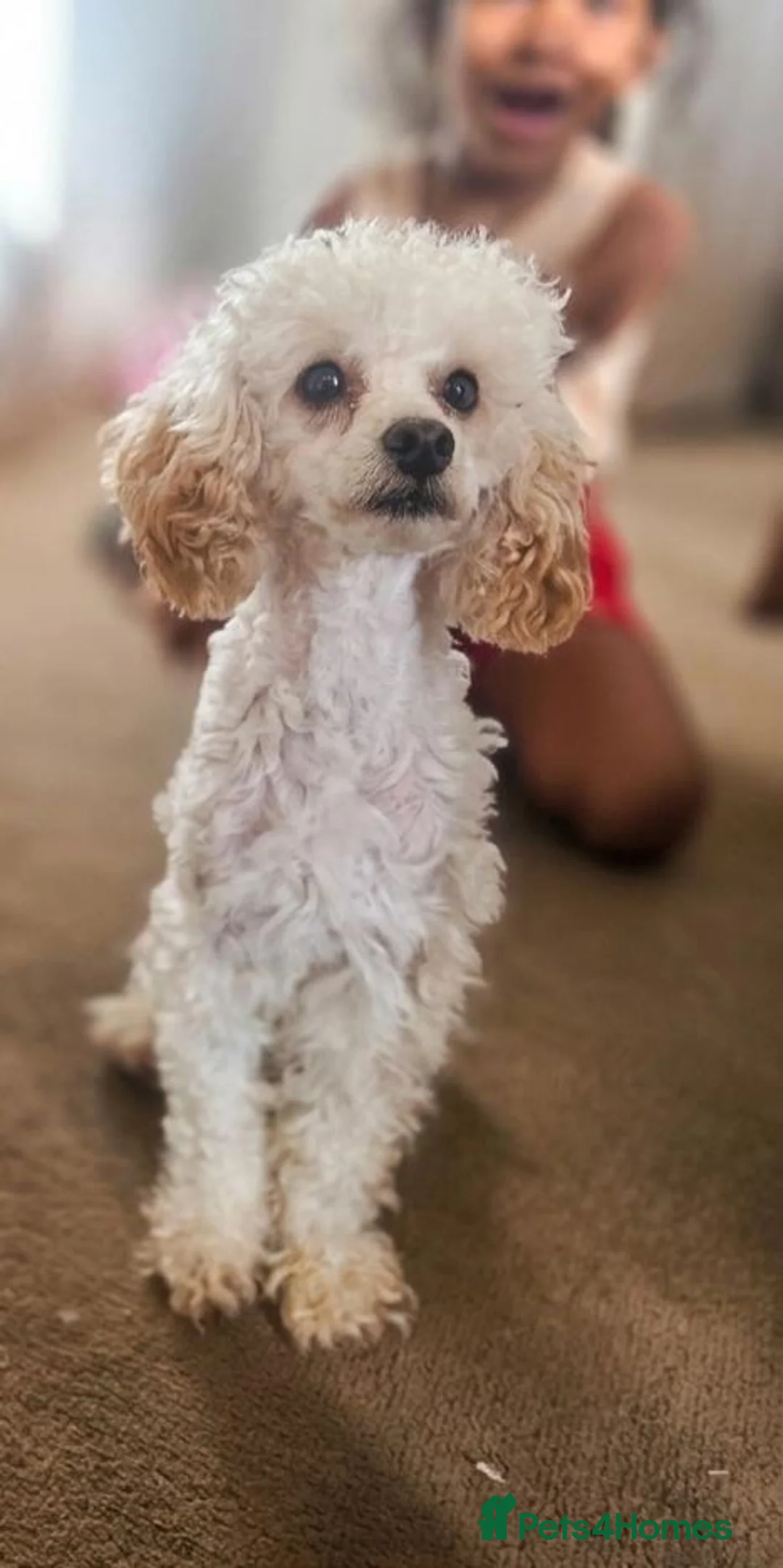 Toy Poodle dogs for sale: Beautiful Male Toy Poodle Available  - Advert 2
