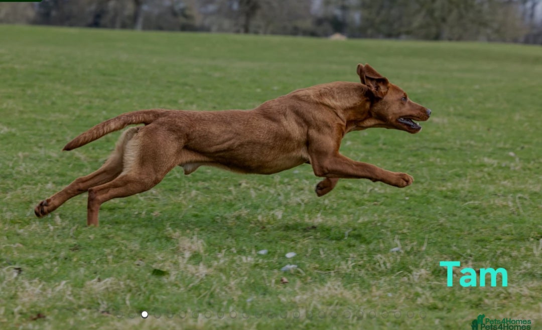 Labrador Retriever dogs for sale: Fox Red Labrador Retriever KC Registered puppies in Wetherby - Image 24