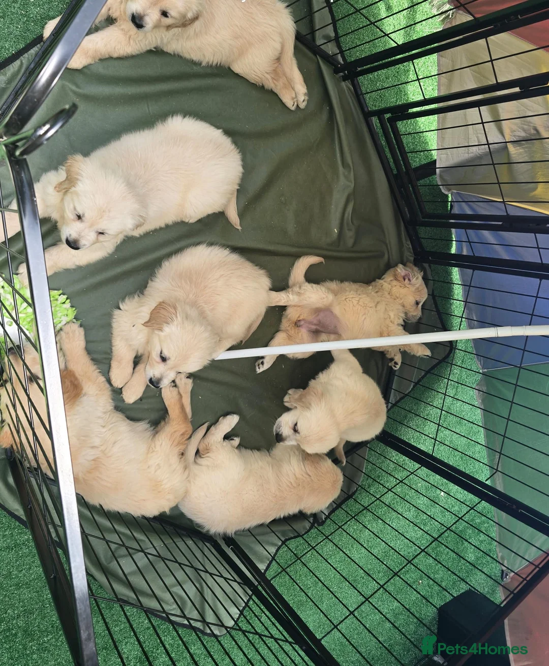 Golden Retriever dogs for sale: Golden retriever puppys in Chichester - Advert 2