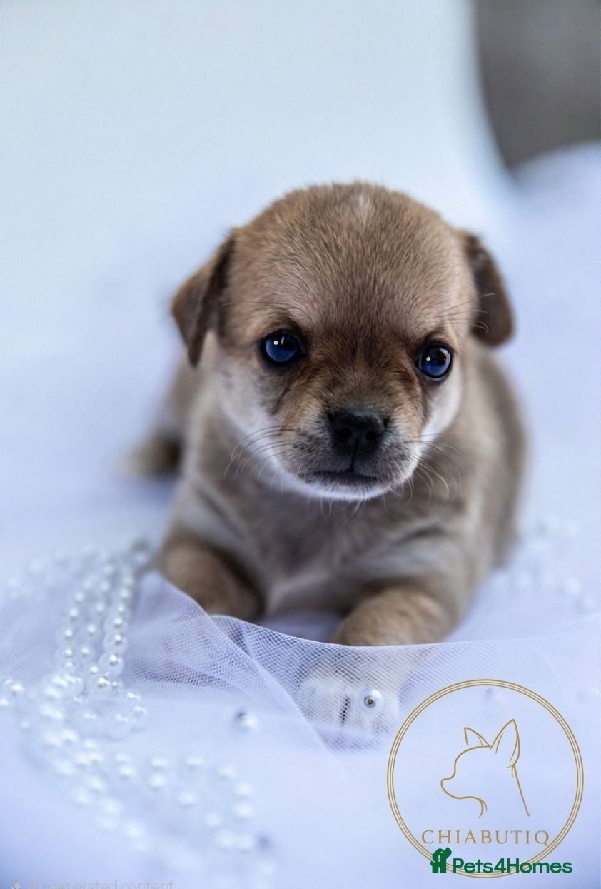 Chihuahua dogs 🌟 Exceptional Smooth-Coat Chihuahua Girls  - Advert 1