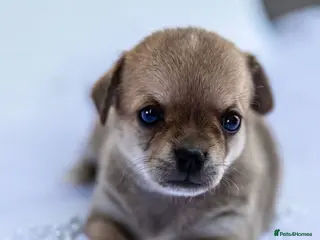Chihuahua dogs 🌟 Exceptional Smooth-Coat Chihuahua Girls - Advert 1