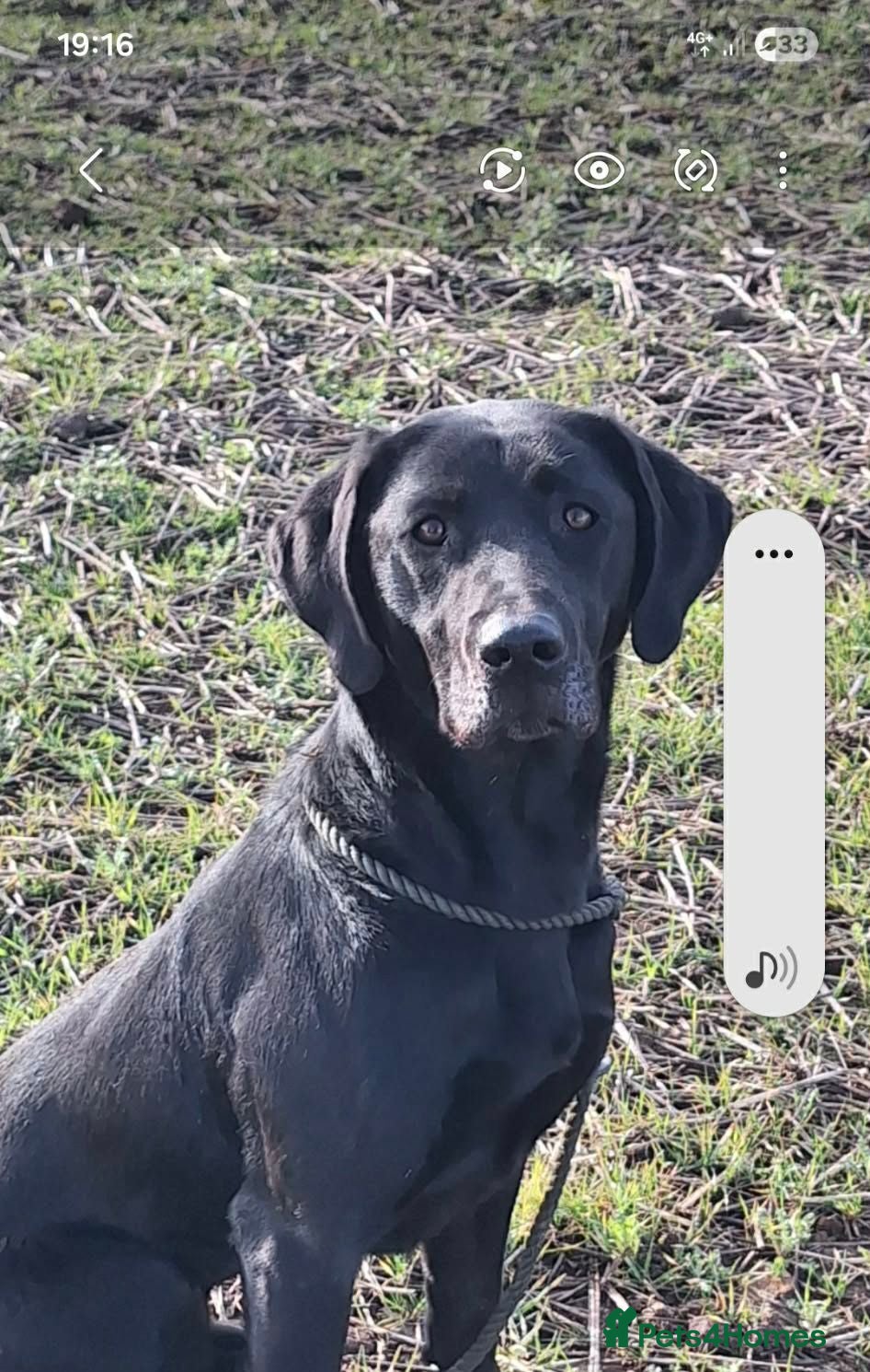 Labrador Retriever dogs Black Labrador Dog - Advert 2