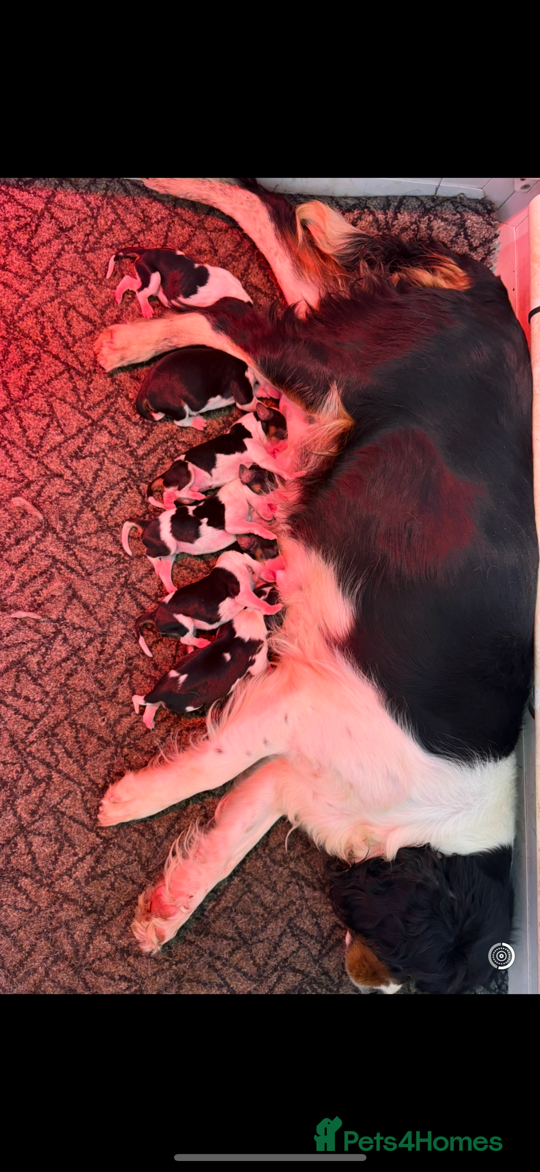 Cavalier King Charles Spaniel dogs for sale: Health tested cavalier puppies  - Advert 32