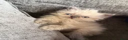 Persian cats for sale: Stunning Colourpoint Persian Kittens 💖 - Advert 4