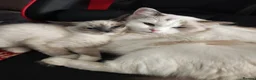 Ragdoll cats for sale: 3 pure ragdoll kittens remaining. Update 8/7/26 - Advert 11