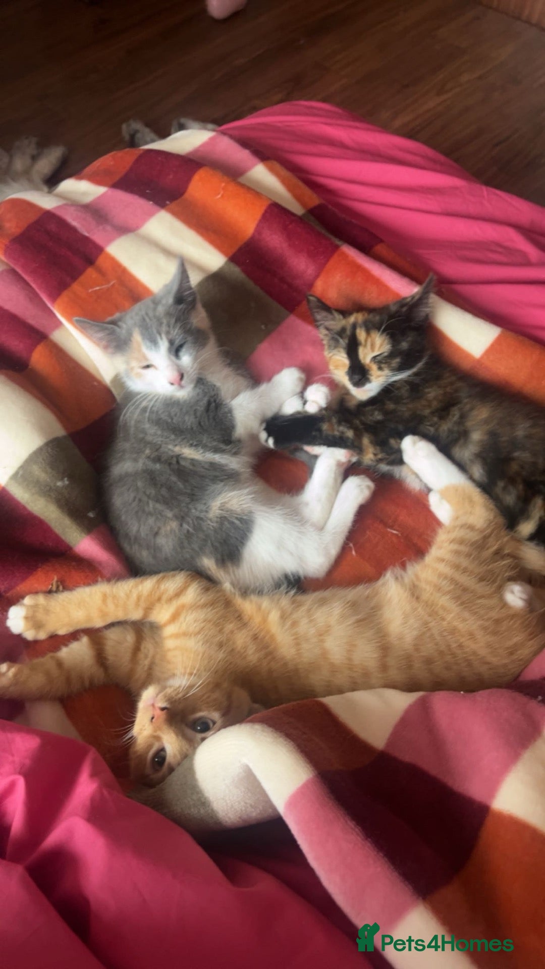 Mixed Breed cats Kittens  - Advert 4