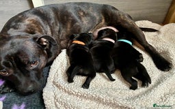 Staffordshire Bull Terrier dogs for sale: Pedigree Staffordshire Bull Terrier Puppies - Image 9
