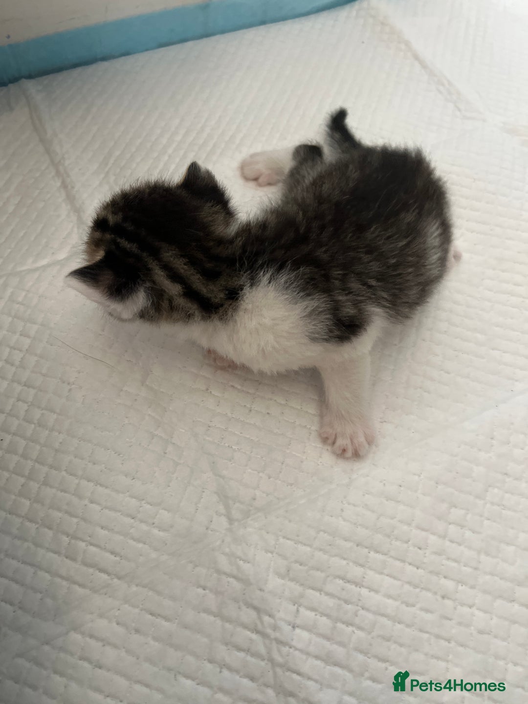 British Shorthair cats for sale: Shorthairs Uk Cat  - Image 13