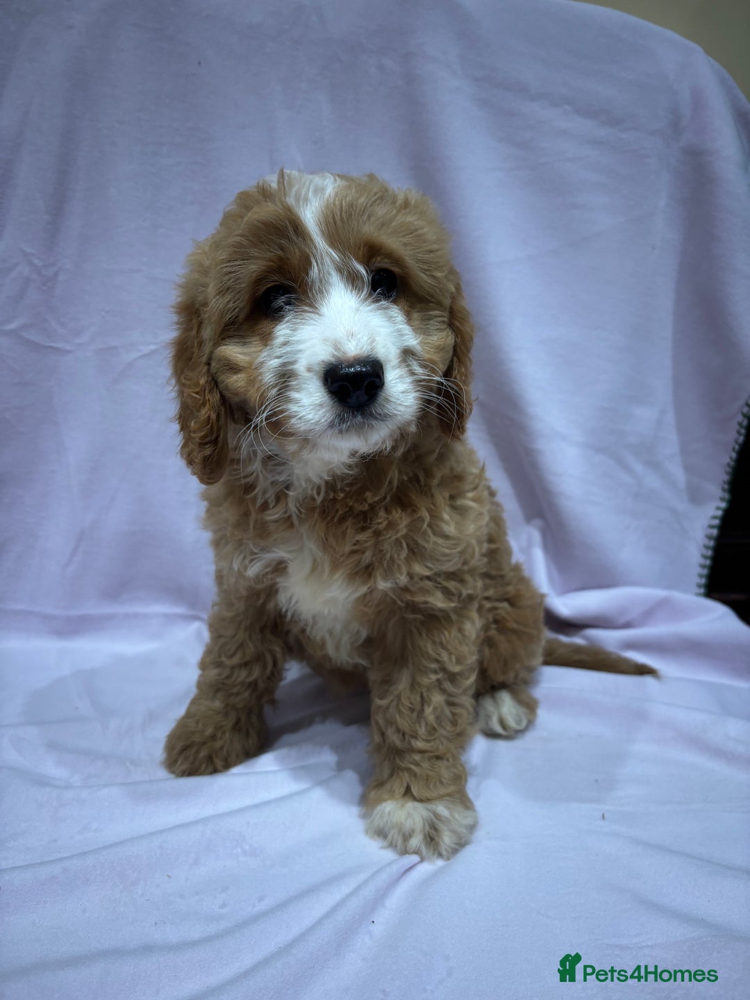 Cockapoo dogs for sale: FULLY HEALTH TESTED COCKERPOOS  - Advert 6