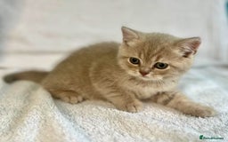 British Shorthair cats for sale: PUREBRED BSH KITTENS SOLD - Image 13