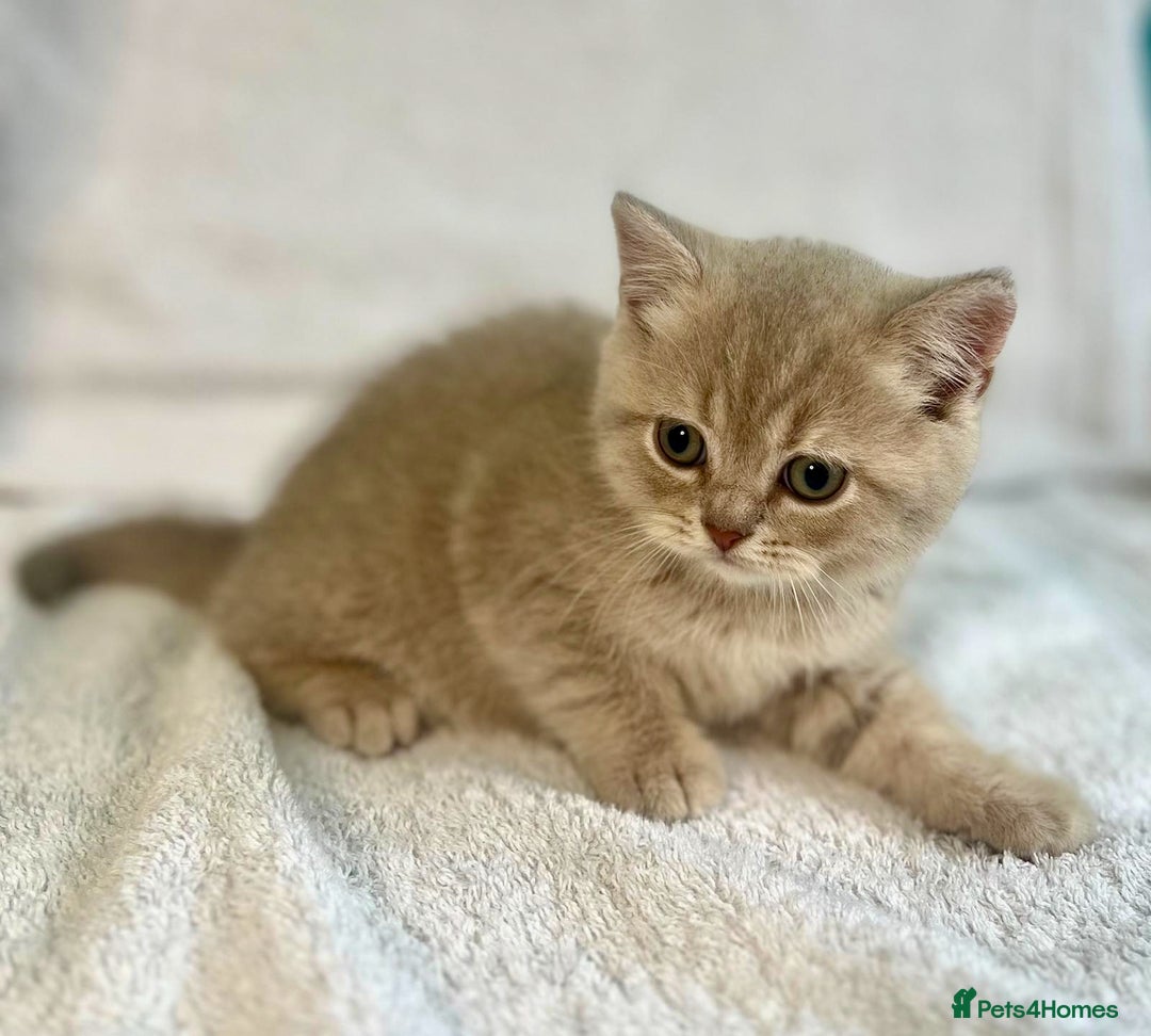 British Shorthair cats for sale: PUREBRED BSH KITTENS SOLD - Image 13