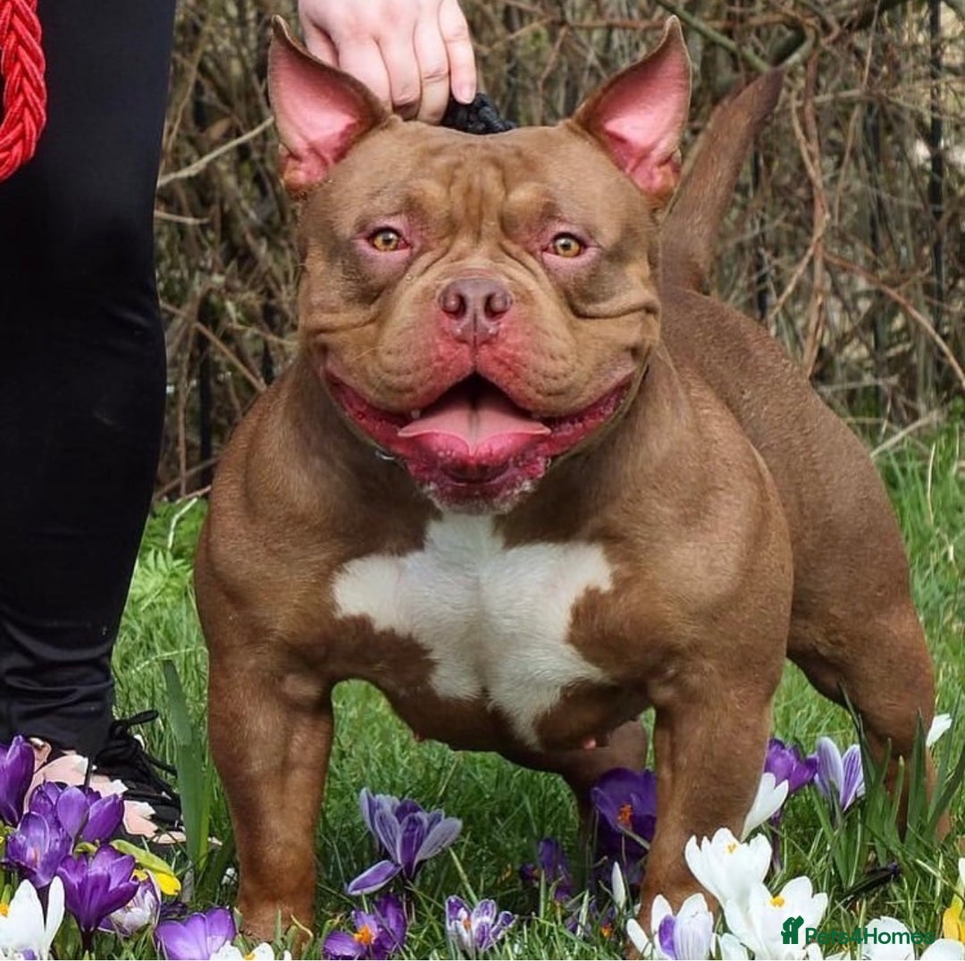 American Bully dogs for sale: American pocket bully - Image 1