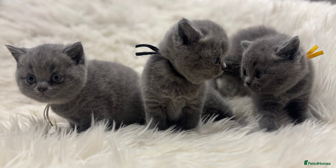 British Shorthair cats for sale: 🩶Adorable & chunky GCCF Bsh kittens🩶 - Image 7