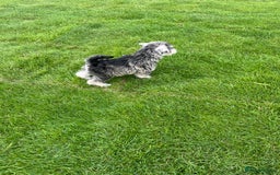 Miniature Schnauzer dogs for sale: Just 2 boys and girls available raised with love - Image 36