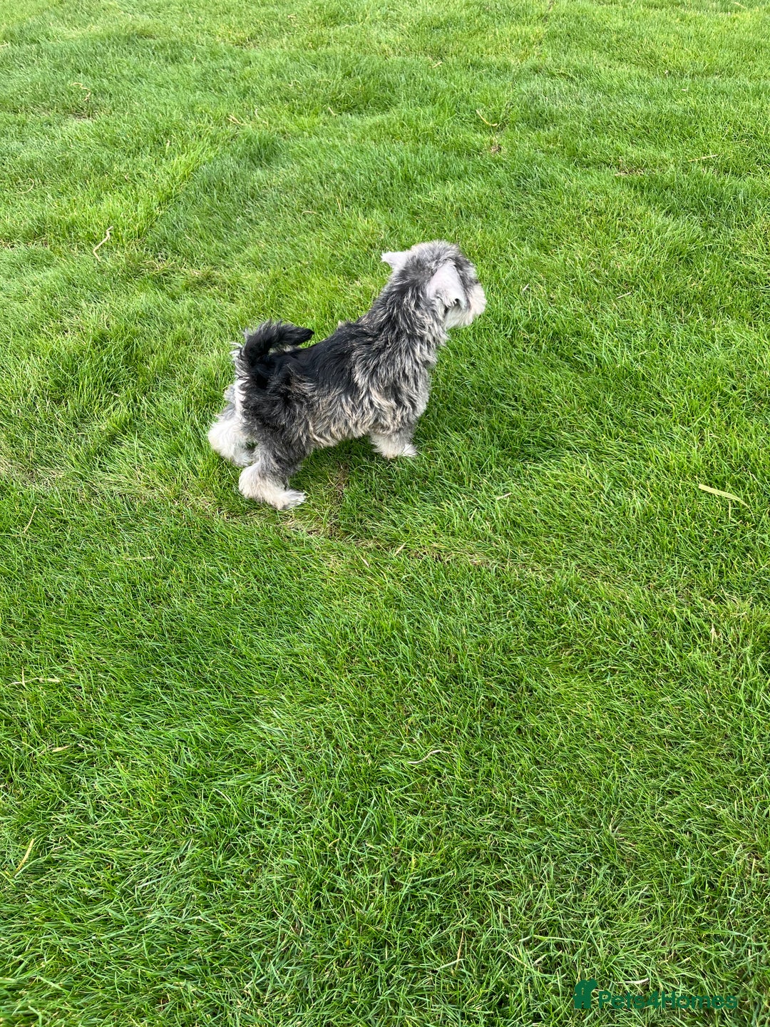 Miniature Schnauzer dogs for sale: Just 2 boys and girls available raised with love - Image 36