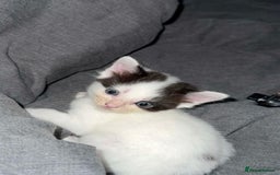 Mixed Breed cats for sale: 2 female kittens for sale  - Image 5